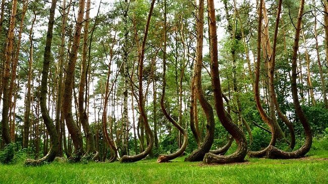 crooked-forest